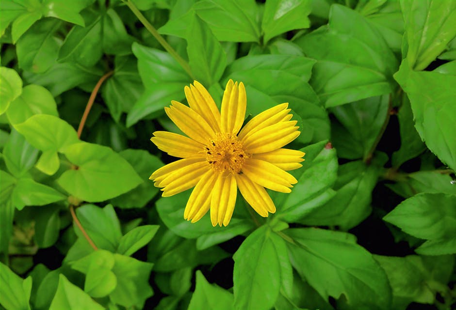 Гид-на-Шри-Ланке