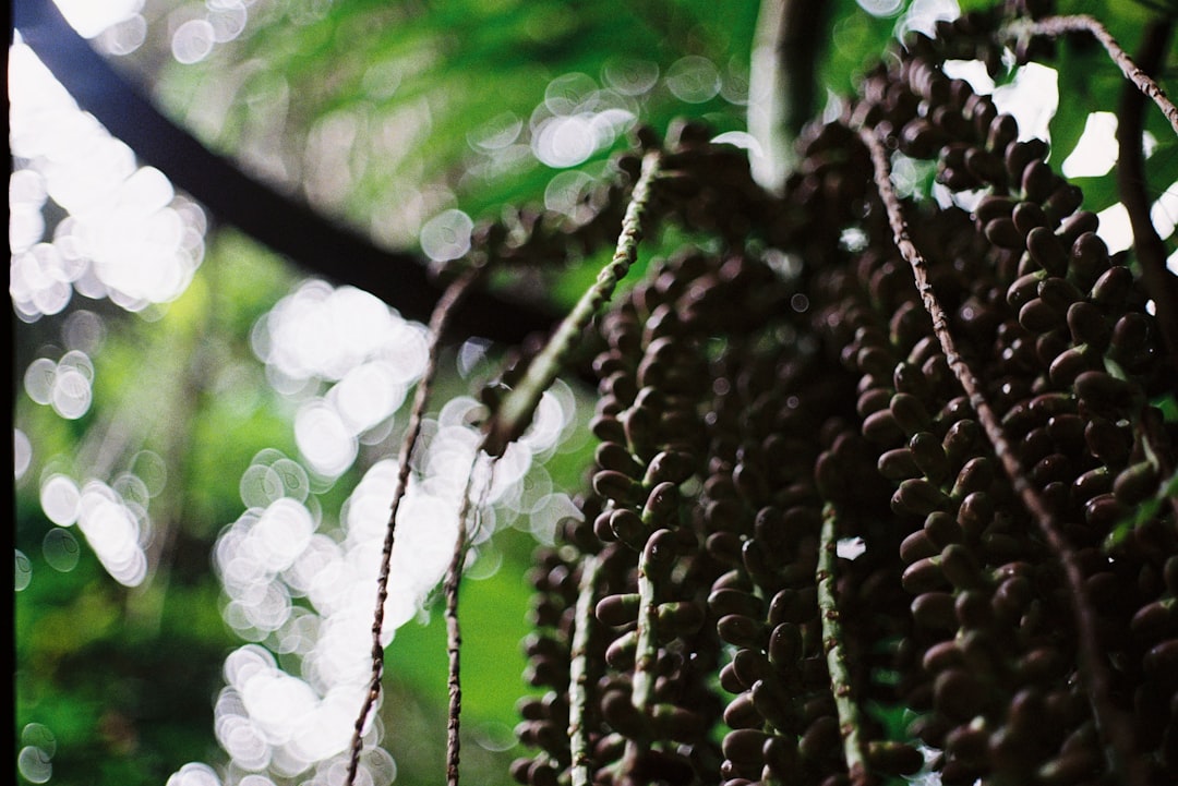 Тур в Куала-Лумпур: джунгли и достопримечательности с 5 по 21 мая 2026